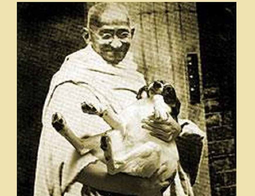 जब 60 पागल कुत्तों को मारने पर गांधीजी ने दी थी सहमति, जानें क्या था तर्क