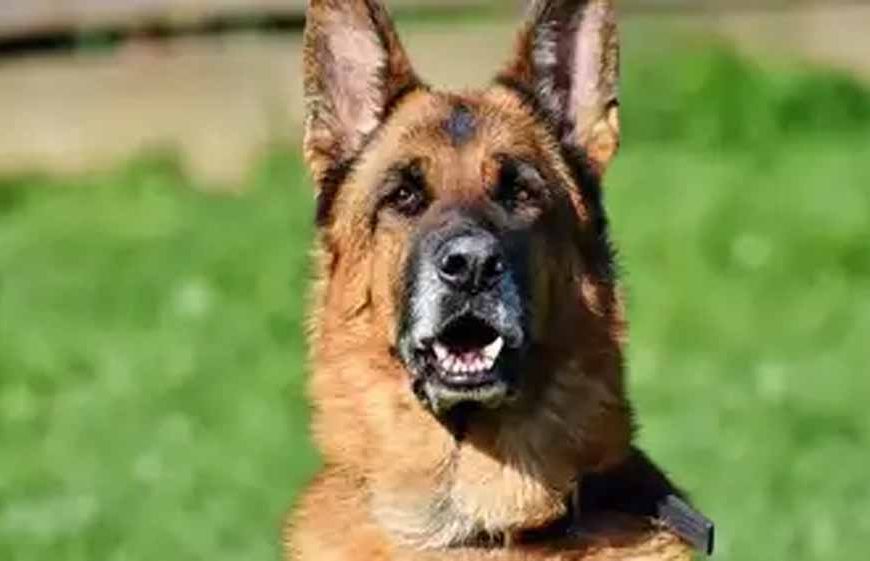 कुशीनगर में भयावह हमला: अवारा कुत्तों ने महिला को नोच-नोचकर मार डाला