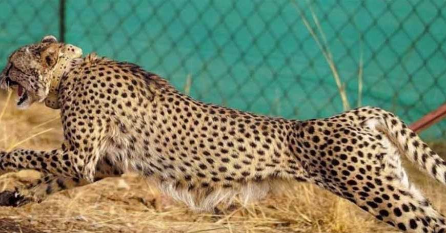 राजस्थान में मादा चीता ‘ज्वाला’ का शिकार, टीम ने ट्रेंकुलाइज कर सुरक्षित किया