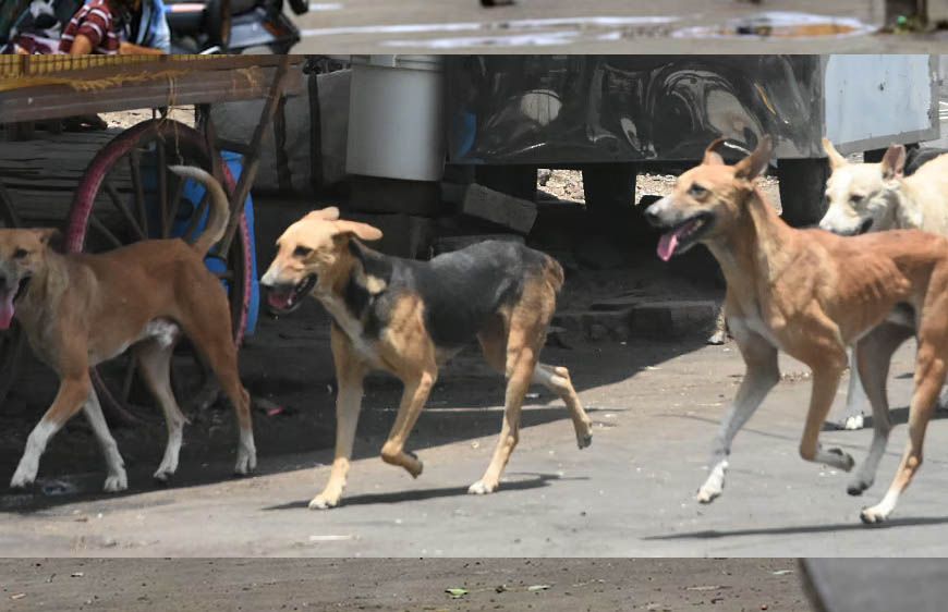 भोपाल में स्ट्रीट डॉग्स पर लगाम, हर कुत्ते का बनेगा बायोडाटा और लगेगी माइक्रोचिप