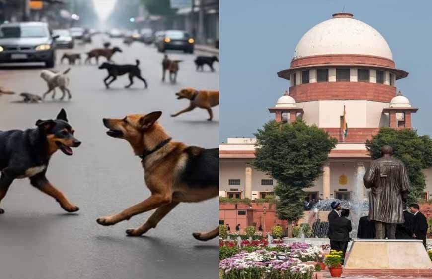बच्चे मर रहे हैं... सुप्रीम कोर्ट में डॉग लवर्स पर भड़के SG तुषार मेहता