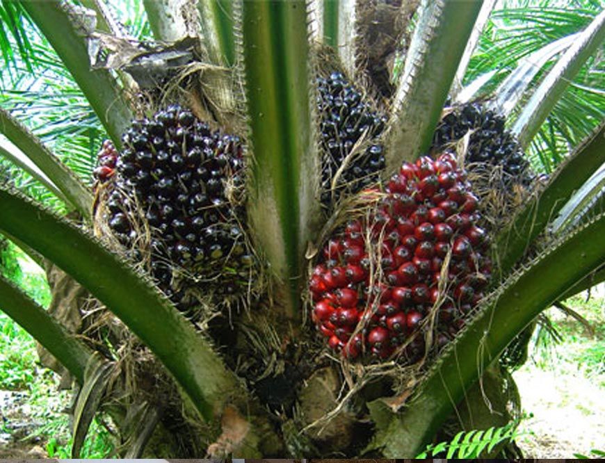 रायपुर : पॉम की खेती से किसानों को मिलेगा आय का स्थायी जरिया