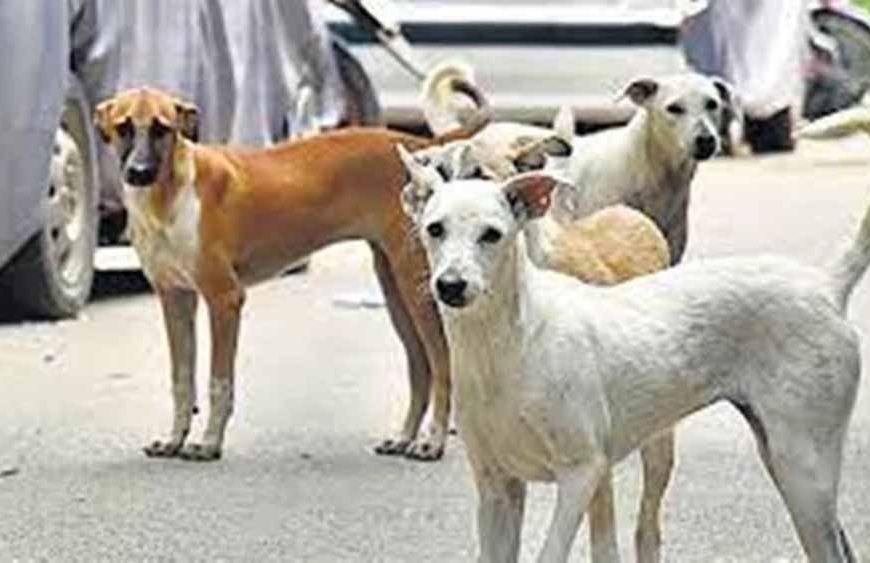 भोपाल में आवारा कुत्तों की समस्या गहराई, शेल्टर होम की फाइल भी गायब