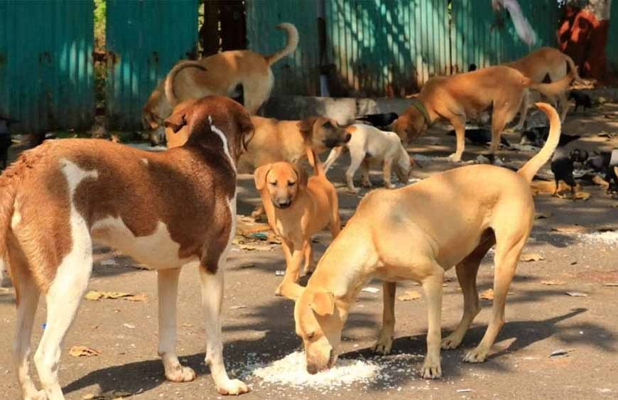 फीफा वर्ल्ड कप से पहले मोरक्को में 30 लाख कुत्तों को मारने की योजना, भड़के एनिमल एक्टिविस्ट्स