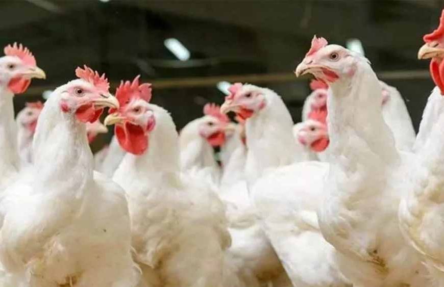 यूपी के बाद उत्तराखंड में भी बर्ड फ्लू का अलर्ट, जिला प्रशासन सतर्क