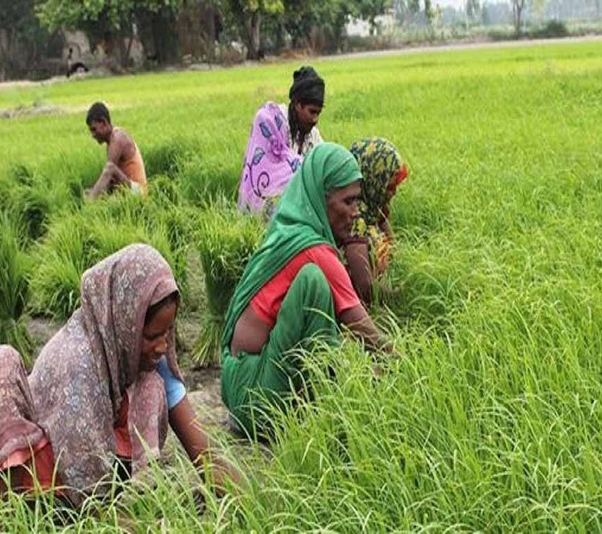 61 किसान उत्पादक कंपनियां पूरी तरह महिलाओं के हाथों में