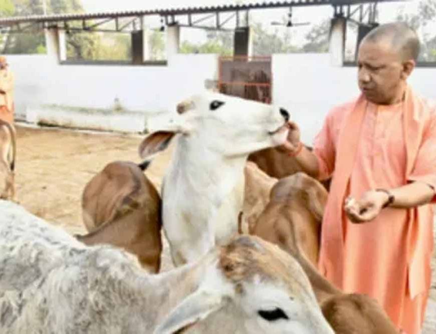 सीएम योगी के नेतृत्व में यूपी में गो सेवा से होगा विकास, पंचगव्य और बायोगैस उत्पादन