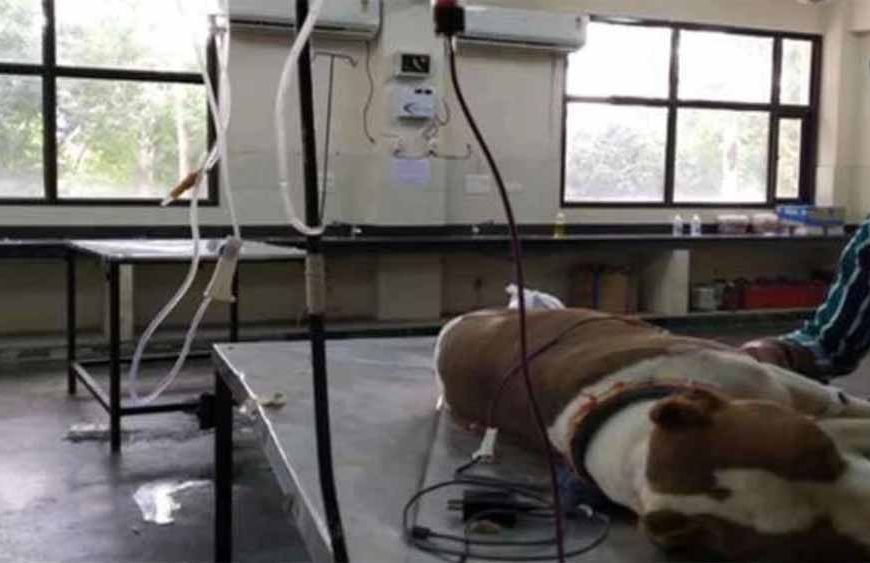 भोपाल में तैयार होगा देश का पहला पशु ब्लड-बैंक, अब पशुओं का भी होगा ट्रांसफ्यूजन संभव