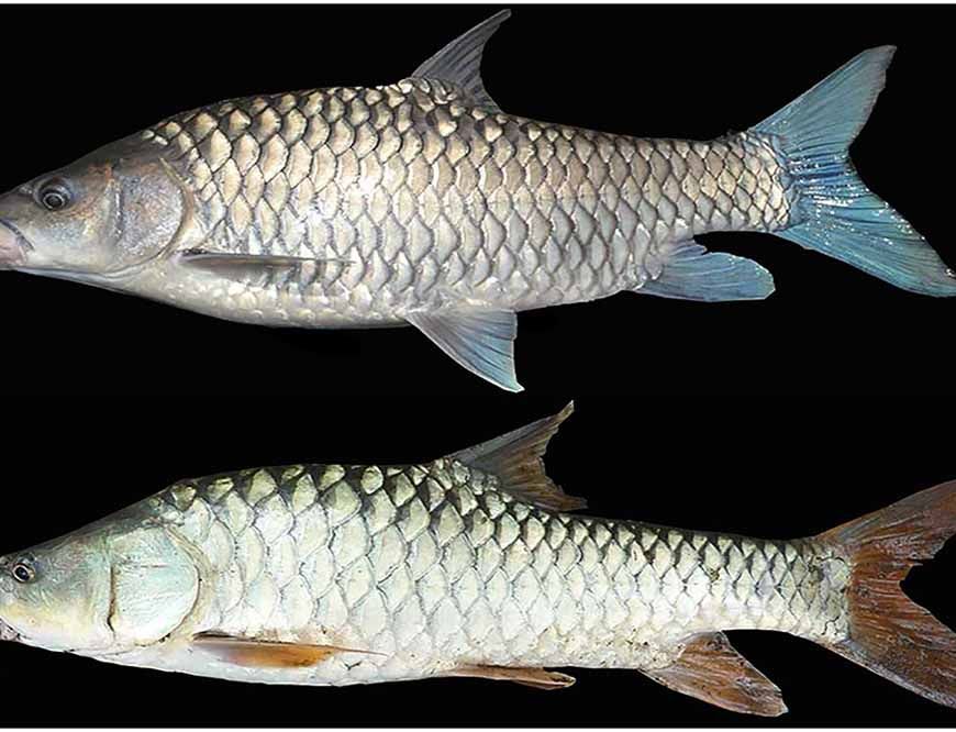 मध्यप्रदेश की राज्य मछली महाशीर पर संकट, कभी 40 किलो की मछली अब सिर्फ 4 किलो