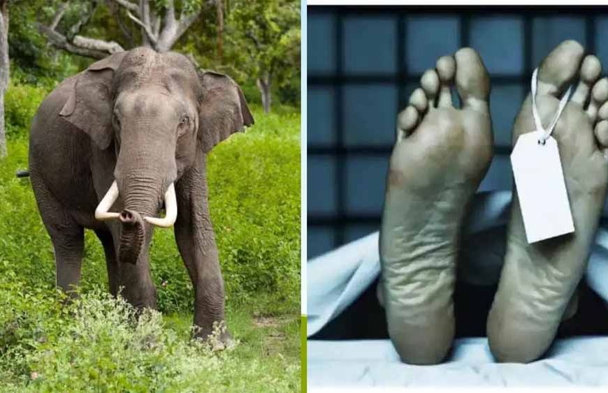 हाथियों का कहर: ग्रामीण की मौत, घर और फसल बर्बाद