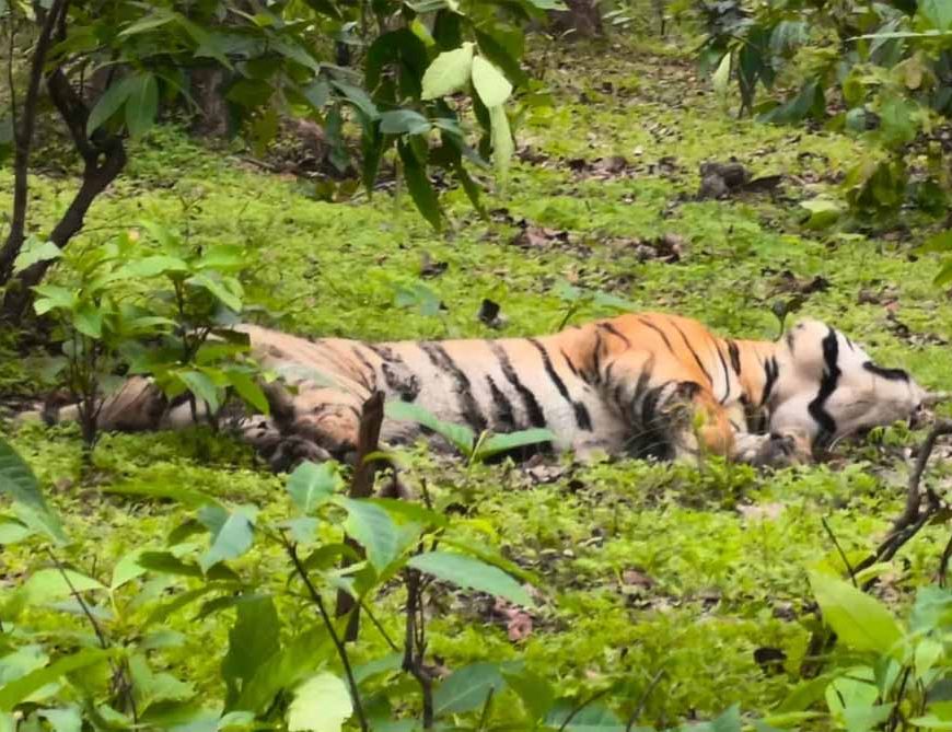 मध्य प्रदेश के संजय टाइगर रिजर्व में बाघ की बिजली करंट से मौत