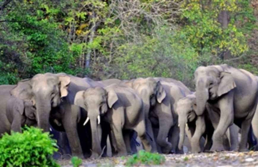 गांव में आतंक: 35 हाथियों का झुंड पहुंचा बस्ती, दहशत में लोग