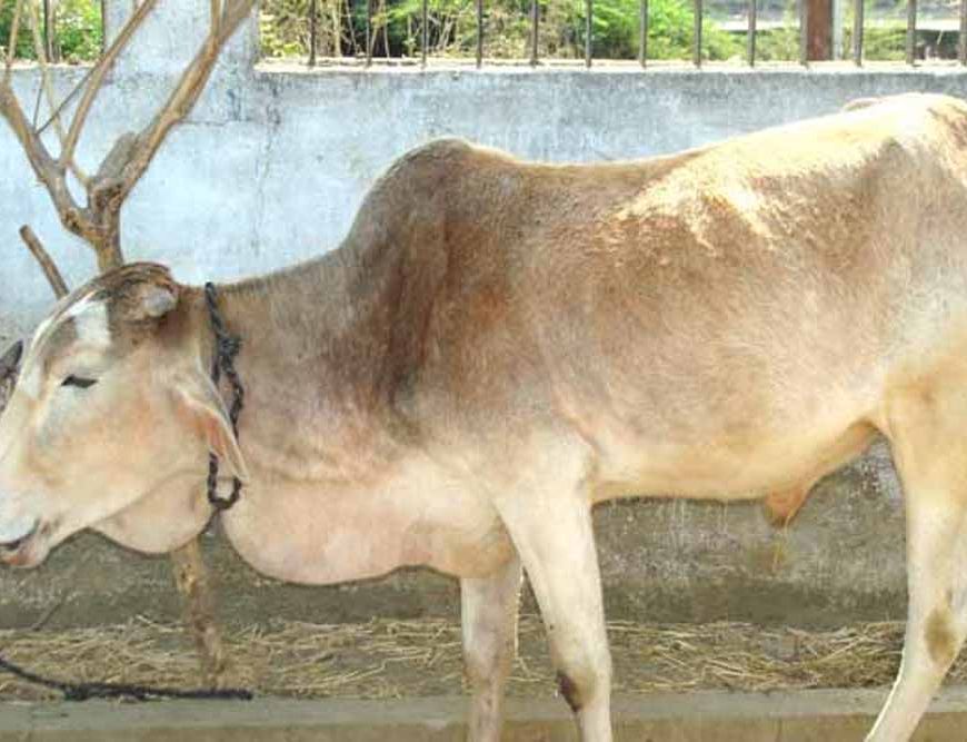 अगस्त माह में पशुओं को खुरहा-मुंहपका रोग का रहता है खतरा