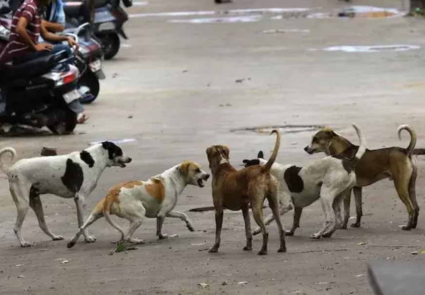 SC ने दिल्ली के कुत्तों पर मीलॉर्ड की अपील खारिज की