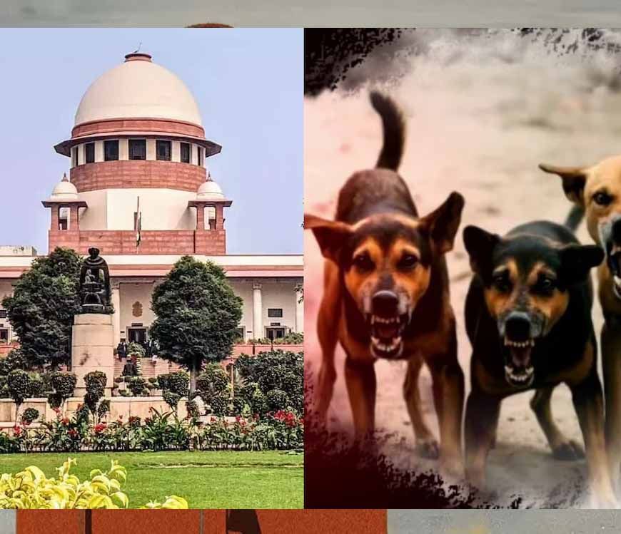 शेल्टर होम में सिर्फ आक्रामक कुत्ते रखे जाएंगे, बाकी को छोड़ा जाएगा: सुप्रीम कोर्ट