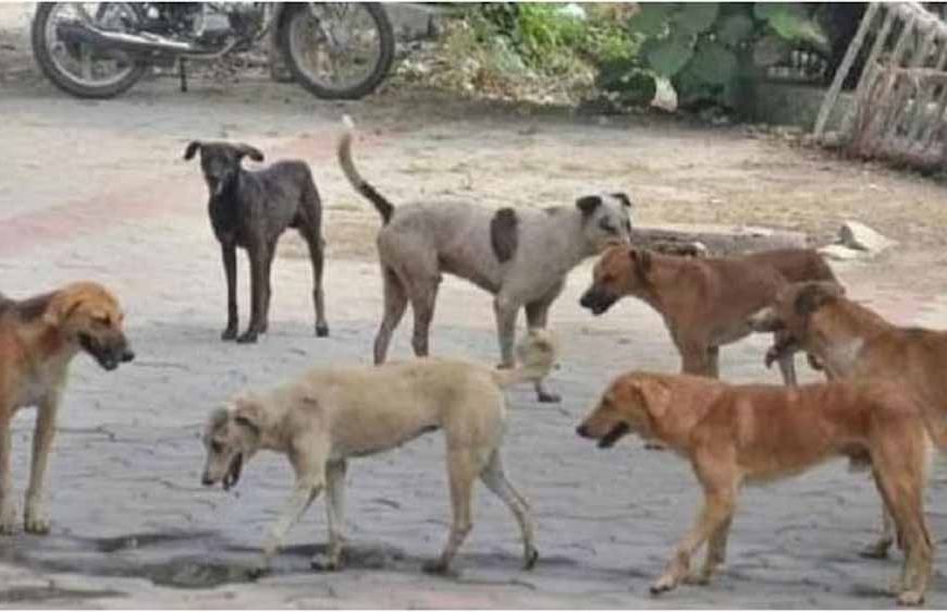 ढाई साल के बच्चे पर आवारा कुत्ते का कहर, मां की बहादुरी से बची जान