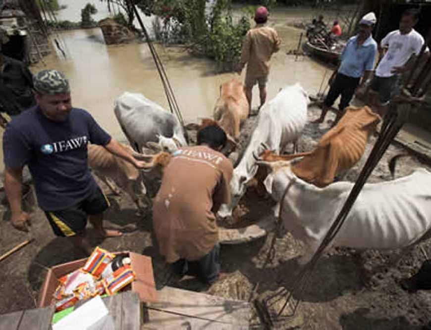 आपदा से पशुओं का जीवन बचाने के लिए सरकार चला रही पशु चारा वितरण कार्यक्रम