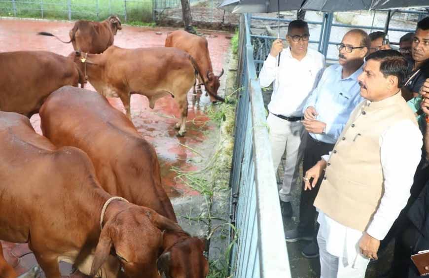 पशुपालन से किसानों की बढ़ेगी आय,बनेंगे आत्मनिर्भर:मुख्यमंत्री डॉ. मोहन यादव