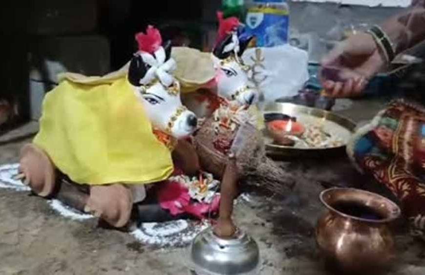 प्रदेश में धूमधाम से मनाया जा रहा पोला तिहार, बैलों की सजावट ने बढ़ाई रौनक