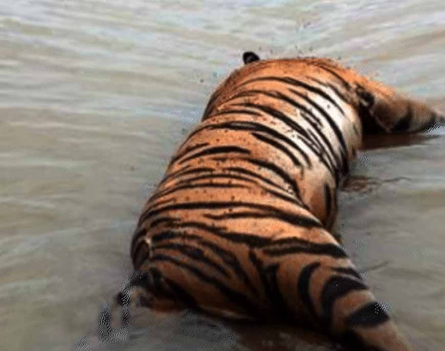 नर्मदापुरम में बाघ का शिकार, जंगल से मिला शव, पंजा गायब