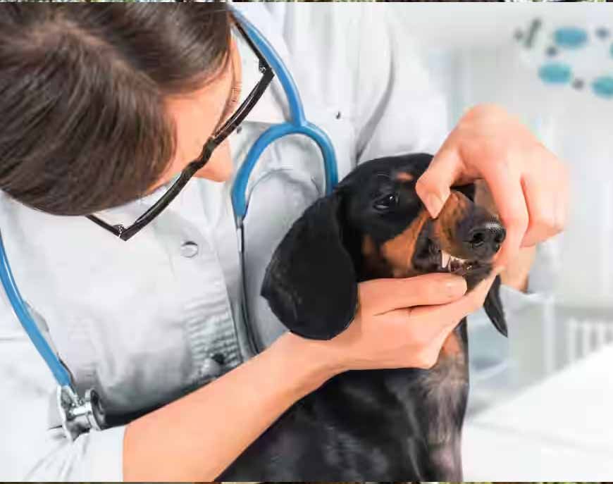 NEET में 144 अंक लाने वाले भी बनेंगे पात्र, वेटरनरी UG कोर्स काउंसलिंग में मिल सकेगा मौका