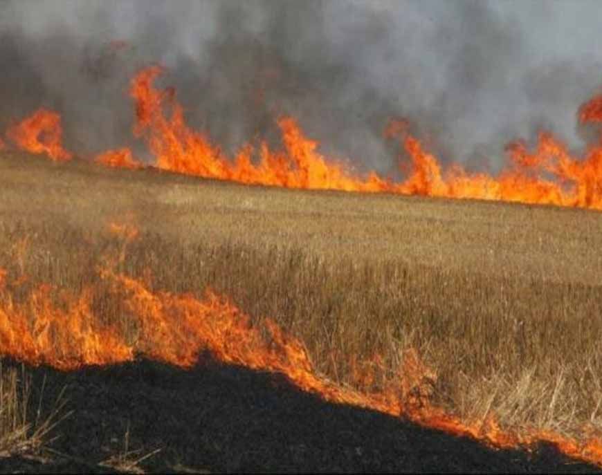 MP में किसानों को सिखाया जाएगा फसल अवशेष प्रबंधन, धान की पराली और गेहूं की नरवाई से मिलेगा दोहरा लाभ