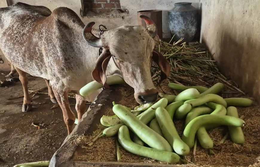 बड़वानी में किसान मजबूर, लौकी न बिकने पर मवेशियों को खिला रहे