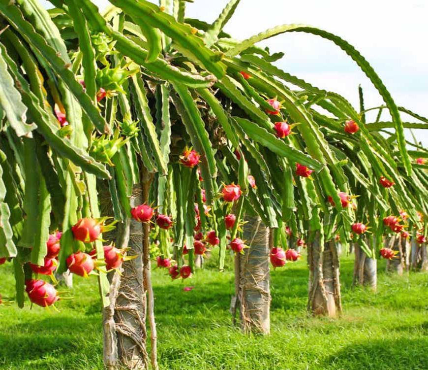 22 जिलों में हो रही ड्रैगन फ्रूट की खेती