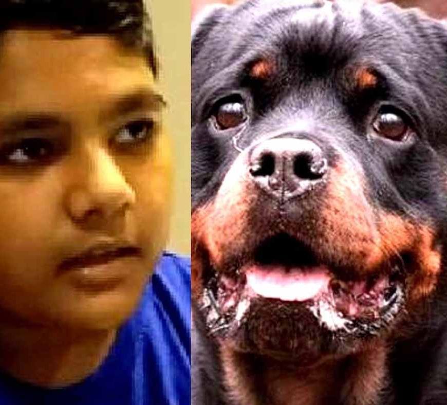 कुत्तों के हमले से डरा मासूम बोला – 'जब तक कुत्ते पकड़े नहीं जाते, स्कूल नहीं जाऊंगा'