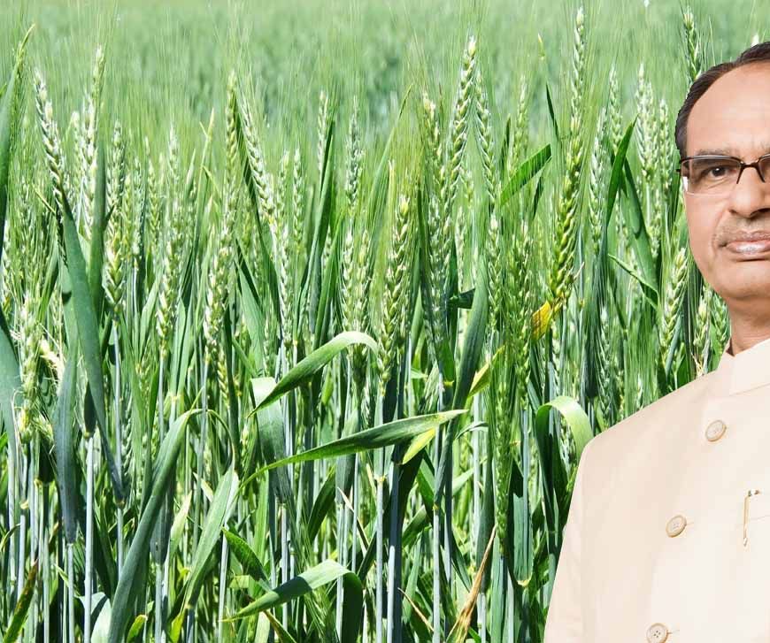 शिवराज का बयान: जलवायु परिवर्तन और बढ़ते तापमान से देश में घट सकता है गेहूं उत्पादन
