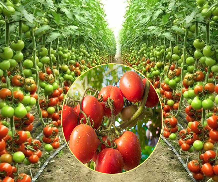 खेती में नई पहचान: टमाटर उत्पादन में नंबर-1, सब्जियों में तीसरे स्थान पर मध्यप्रदेश