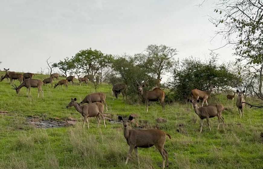 रणथंभौर में बदली बाघों की राह! बारिश से खाली हुए ठिकाने, सफारी जोन सूना