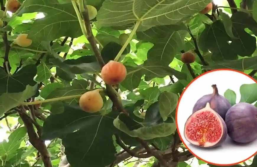 बिहार की खेतों में भी उगने लगे अंजीर, किसान उठा रहे लाभ