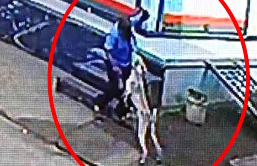 बड़वानी में कुत्तों का आतंक, बुजुर्ग और बच्चों पर हमले से दहशत