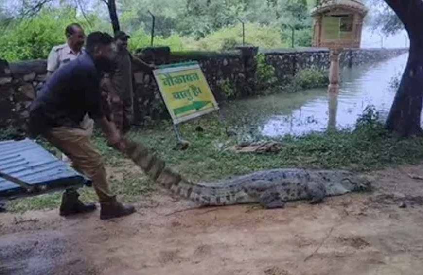 सरकारी स्कूल में मचा हड़कंप! 10 फीट लंबा मगरमच्छ मिला, बच्चों में दहशत