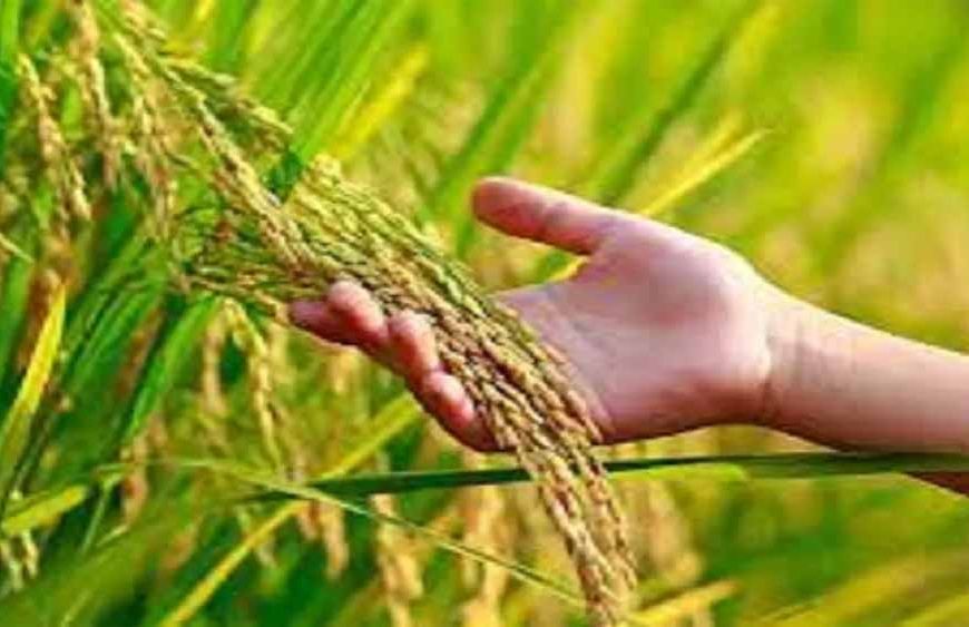 धान की फसल में वायरस का खतरा, हरियाणा सरकार ने बढ़ाई सतर्कता