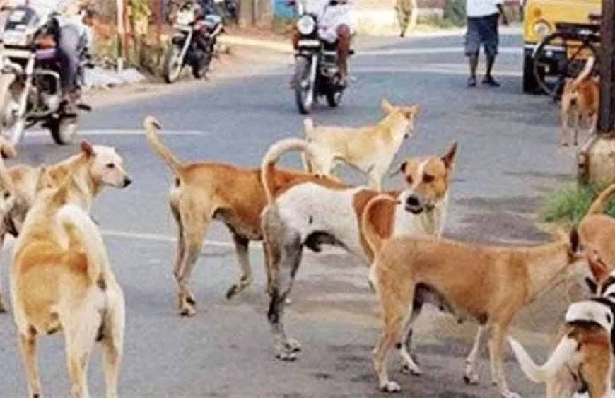 सरकार लाई नई डॉग पॉलिसी: छोटे पिल्लों की नसबंदी पर रोक