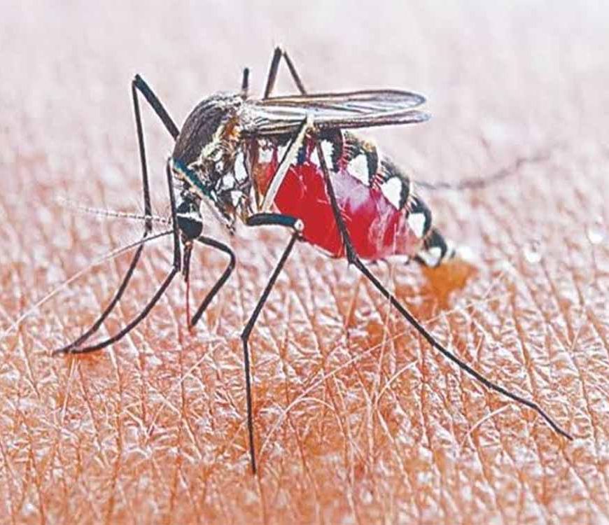 पटना में डेंगू का कहर: 24 घंटे में मिले 10 नए मरीज, अस्पतालों में की गई विशेष व्यवस्था