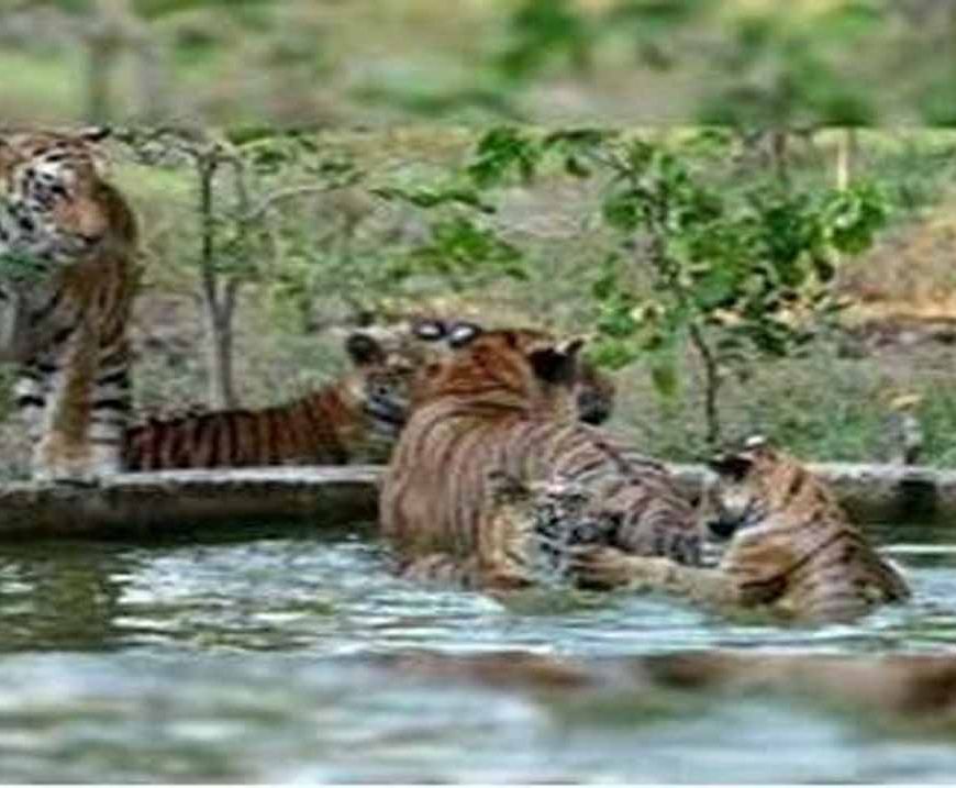 मुख्यमंत्री डॉ. यादव की उपस्थिति में वन्यजीवों के पुर्नवास के लिए हुआ एमओयू