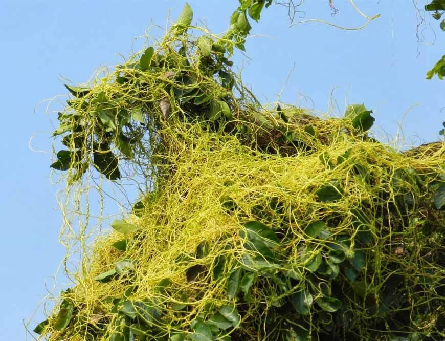 भोपाल आयुर्वेद संस्थान अमरबेल से खोजेगा पीलिया का इलाज, रिसर्च शुरू