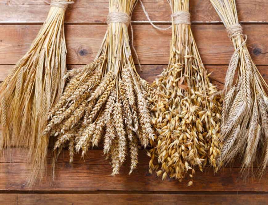 देश में जल्द आएंगी गेहूं और जौ की 18 नई पोषक किस्में