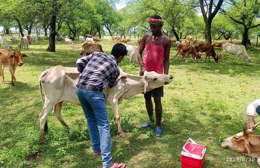 पशु चिकित्सा शिविर में मवेशियों को लम्फी बीमारी से बचाव हेतु टीकाकरण
