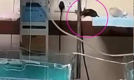 इंदौर: नवजात बच्चों को चूहों ने कुतर दिया, NICU में भयावह हालात