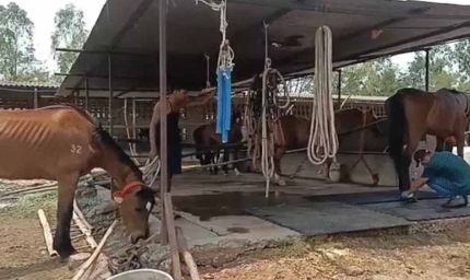 जबलपुर: 19 घोड़ों की मौत, मालिक और हैदराबाद कंपनी पर पशु क्रूरता का केस