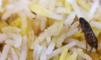 अम्बिकापुर : रेस्टोरेंट की बिरयानी में निकला कॉकरोच मामला, खाद्य एवं औषधि विभाग ने की कार्यवाही