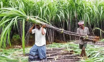 पेराई सत्र 2025-26: गन्ना सट्टा और आपूर्ति नीति जारी, छोटे किसानों को मिलेगी प्राथमिकता