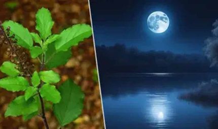 भाद्रपद पूर्णिमा पर करें तुलसी के खास उपाय, हर संकट होगा दूर