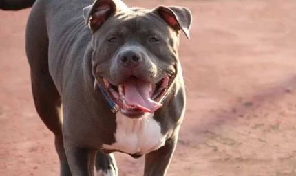 पड़ोसन से मिलने गई महिला पर पिटबुल का हमला, जबड़े में फंसा हाथ – CCTV फुटेज वायरल