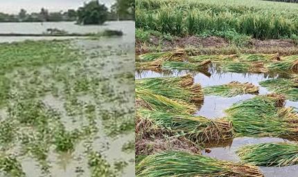 हरियाणा किसानों के लिए खुशखबरी: बाढ़ नुकसान का मुआवजा मिलेगा, यहां करें दावा