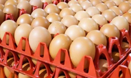 अमेरिका की नाकामी: रूस को पंगु बनाने की कोशिश में खुद पड़ गया फंसा, अब अंडे खरीदने को मजबूर